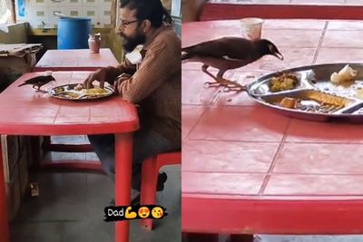 Viral Video Pria Tak Mengusir Burung yang Makan dari Piringnya, Aksinya Tuai Pujian!