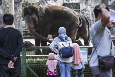 Taman Margasatwa Ragunan Batasi Kapasitas Kunjungan 50 Persen Selama PPKM Mikro