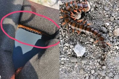 Ada yang Mengganjal, Pria Ini Malah Tak Sengaja Temukan Lipan di Helmnya, Netizen Ngeri