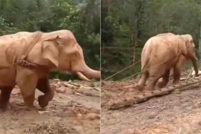 Pemandangan Pilu Gajah Dijadikan Budak , Tarik Batang Pohon di Jalanan yang Licin