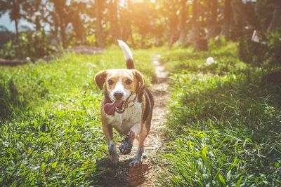 Wanita Ini Diadili Setelah Dituduh Berhubungan Seks dengan Anjing di Rumahnya