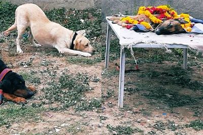 Momen Anjing Polisi Mengucapkan Perpisahan kepada Rekan Anjing Pelacak Ini Bikin Terharu