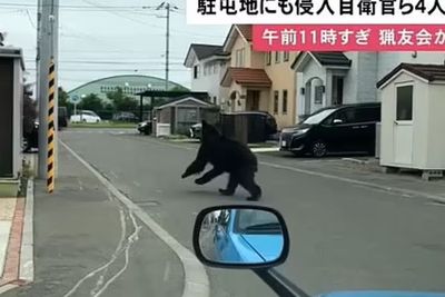 Seekor Beruang Ditembak Mati Setelah Melukai 4 Orang saat Mengamuk di Kota Jepang