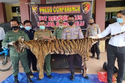 Polisi Buru Dua Pelaku Sindikat Perdagangan Harimau Sumatera di Bengkulu