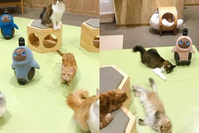 Pet Store di Jepang Menghadirkan Robot & Kucing yang Menggemaskan
