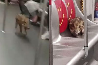 Video Bayi Babi Tersesat di Kereta Api Hong Kong, Malah Duduk di Kursi Prioritas
