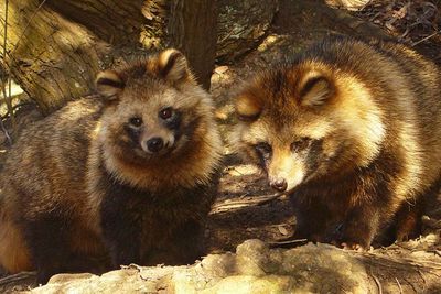 VIDEO: Petugas Cegah Bayi Tanuki Masuk ke Museum, Sempat Bermain Kucing-Kucingan