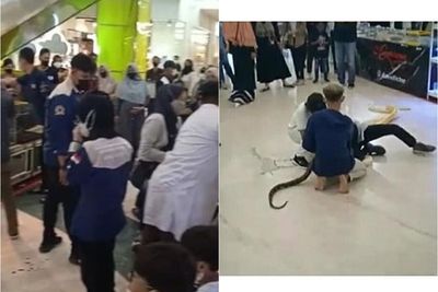 Peserta Pameran Reptil di Banjarbaru Kalsel Digigit Ular Miliknya, Pengunjung Mall Heboh