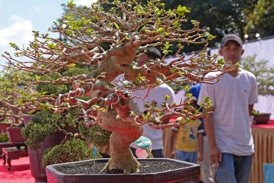 FOTO: Pameran Bonsai Tingkat Nasional di Jateng