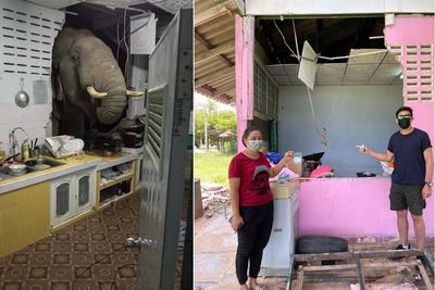 Viral, Gajah Menabrak Dinding Dapur Warga di Thailand untuk Mencari Makanan