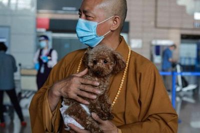 Didorong Iman dan Belas Kasih, Biksu Buddha Ini Menyelamatkan 8.000 Anjing Liar