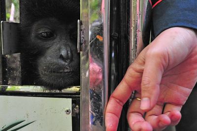 FOTO: Pelepasliaran Satwa di Taman Nasional Kerinci Seblat