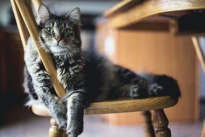 Kucing Kamu Punya Kebiasaan Memijat? Ternyata ini Alasannya