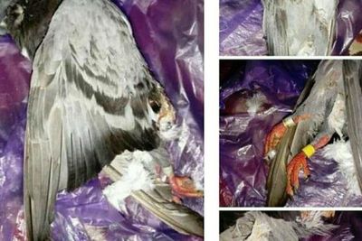 Viral! Pemilik Minta Ganti Rugi Rp 2,5 Juta Usai Burung Dara Balap Miliknya Mati Tertabrak