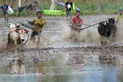 FOTO: Pacu Jawi Ala Payakumbuh