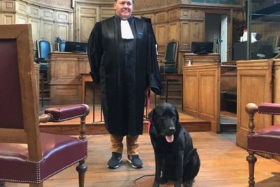 Anjing Hitam Ini Bekerja di Pengadilan untuk Membantu Menenangkan Korban yang Cemas