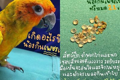 Burung Beo Ini Jalani Operasi Setelah Menelan 21 Berlian dari Jepit Rambut Majikan