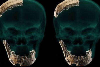 Peneliti Berhasil Temukan Fosil Manusia yang Tidak DIketahui Jenisnya!