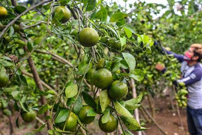 FOTO: Agrowisata Kebun Jeruk di Ciamis