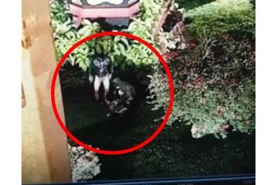 Astaga! Dua Pria Ini Perkosa Wanita ODGJ di Bandar Lampung, Aksinya Terekam CCTV