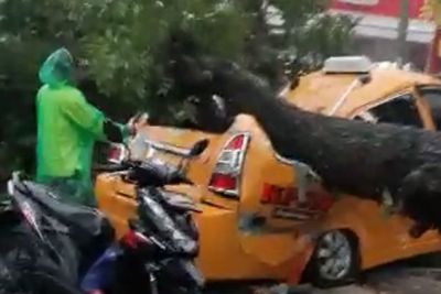 Breaking News: Dua Perawat Wanita Tewas Dalam Angkot, Tertimpa Pohon Tumbang di Medan