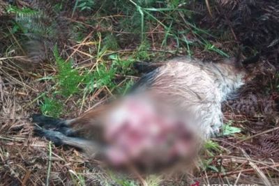Masuk ke Pemukiman Warga, Harimau Sumatera Mangsa 2 Ekor Kambing