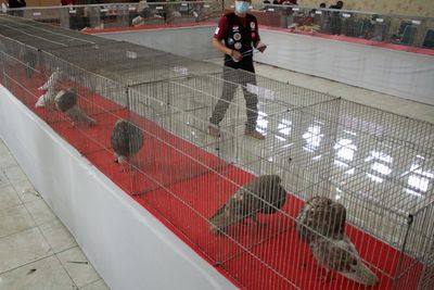 FOTO: Kontes Burung Merpati Hias di Makassar