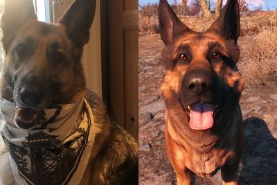 River, Anjing yang Jadi Model Dogmeat di Fallout 4 Telah Meninggal Dunia!
