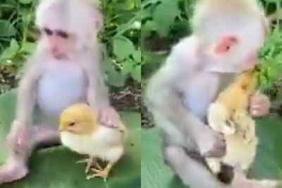 Video Seekor Monyet Mencium Ayam Kecil untuk Menenangkannya, Aksinya Bikin Netizen Gemas