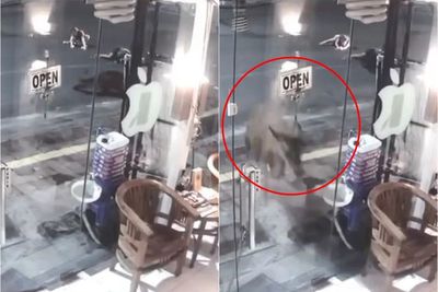Waduh! Seekor Sapi Tabrak Pengendara Motor di Bali, Oleng Lalu Tabrak Pintu Toko