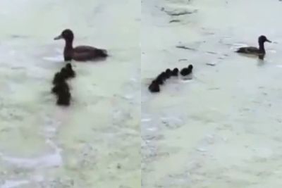 Momen Lucu Induk Bebek Mengajari Anak-anaknya Berenang, Aksinya Sangat Menggemaskan