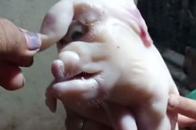 Langka, Anak Babi Lahir dengan Belalai dan Satu Rongga Mata