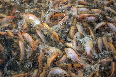 FOTO: Budi Daya Ikan Nila Sistem Bioflok
