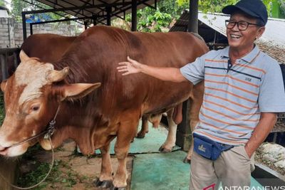 Ini Sapi Kurban Presiden Jokowi di Jambi yang Berbobot 885 Kg, Diberi Nama Jarot