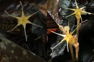 Ilmuwan Temukan Spesies Tanaman Langka yang Dikenal Sebagai Lentera Peri
