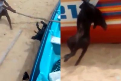 Viral Video Kelompok Pria Menyiksa Seekor Anjing, Kakinya Diikat dan Kepalanya Dipukuli