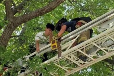 Petugas Pemadam Kebakaran Selamatkan Kucing dan Pemiliknya yang Ikut Tersangkut di Pohon