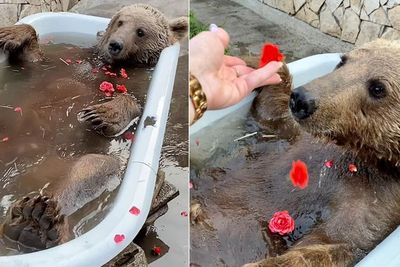 Gemes, Baruang Coklat Ini Berenang di Bak Mandi Pakai Bunga Mawar
