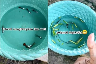 Viral, Pria Ini Bagikan Tutorial Hidupkan Ikan Mati, Cukup Pakai Garam dan Daun Bawang