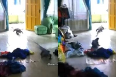 Syok! Dua Ekor Biawak Besar Masuk ke Rumah saat Pintu Terbuka, Pemilik Rumah Histeris