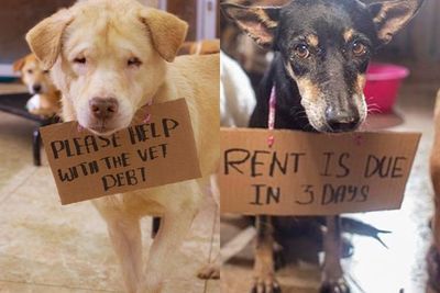 Rumah Peduli Anjing Cacat Ini Membutuhkan Bantuan dari Warganet untuk Bayar Sewa Bulanan