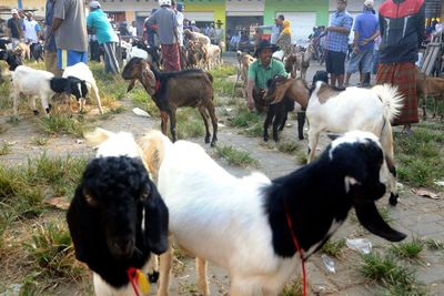 Idul Adha Tahun Ini: Tak Ada Pembagian Kupon Kurban dan Takbir Dilarang