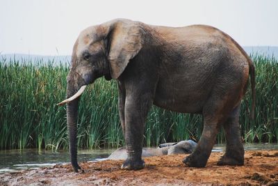Seorang Warga di Aceh Tewas Setelah Diinjak Gajah Liar