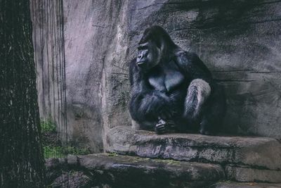 Kelompok Gorilla Ini Berhasil Menemukan Ular Kecil di Kandang Mereka