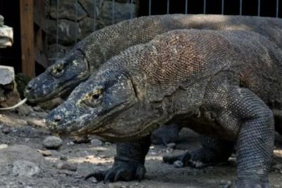 Sebanyak 1.200 Ekor Komodo di Taman Nasional Komodo Telah Dipasang Chip