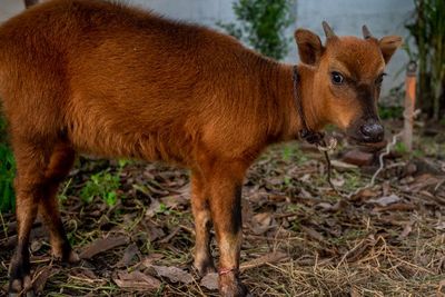 FOTO: Penyelamatan Satwa Endemik Anoa