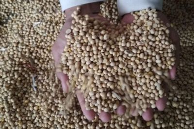 Meski Harga Turun, Permintaan Kedelai Impor di Kudus Masih Rendah