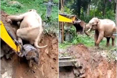 Gajah Terjebak Diselamatkan dengan Ekskavator, Caranya Berterima Kasih Mengejutkan