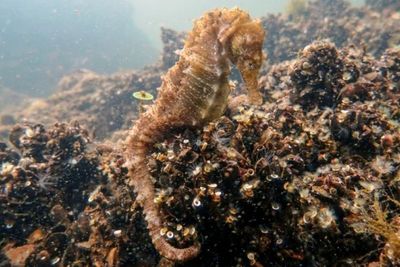 Seorang Penyelam Laporkan Kuda Laut di Laguna Yunani Barat Bisa Punah