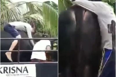 Bak Ditinggal Kekasih, Pria Ini Menangis saat Harus Berpisah dari Sapinya